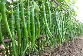 Bhajanlal Greenery Fully Grown Hybrid Chilli/Mirch Seed Packet (Above 30 Seed) (B076JKMZ4Q) Amazon Price History, Amazon Price Tracker