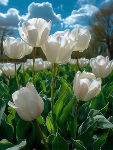 Diamond painting tulipe blanc 5D pour retrouver le calme et la sérénité chez soi
