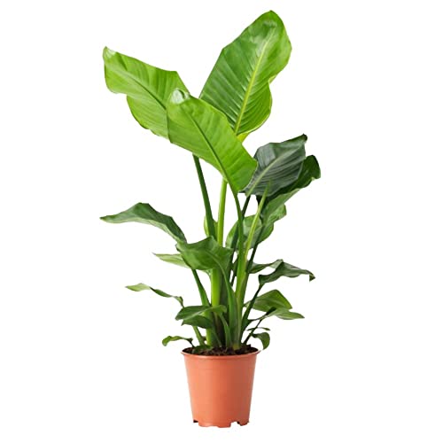 Vivai Lavermicocca Strelizia Nicolai Augusta ø24 h. 80 cm uccello del paradiso banano pianta da esterno, pianta da interno