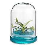 Bloomify Pitcher Plant – Live Nepenthes Tobaica – Zero Care Carnivore Plants Terrarium - Self-Sustaining Pitcher Plant Ecosystem – Great Gift for Birthdays, Christmas, Anniversaries