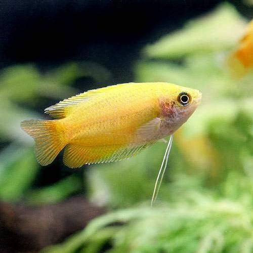 熱帯魚 ゴールデンハニー ドワーフグラミー ３匹 北海道 九州航空便要保温 Charm チャーム 観賞魚 水中生物 通販 Amazon