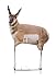 Eichler Antelope with Quickstand by Montana Decoy