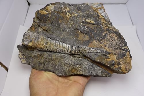 Image of Natural Orthoceras Fossil Plate from Devonian Period Fossil from Morocco A312