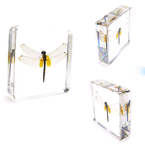 Dragonfly Paperweights Specimen For Science Education Paperweight For Book For Office For Desk #TOP1