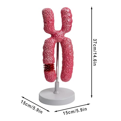 Modèle du Chromosome X aux structures colorées didactiques - 3
