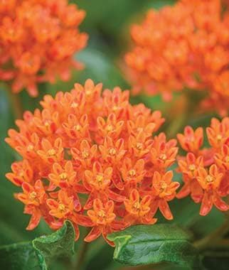 Non GMO Bulk Butterfly Milkweed Seeds Asclepias tuberosa (5 lbs)