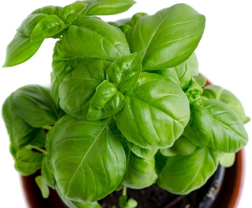 Genovese Basil Seeds for Planting - Heirloom Non-GMO USA Grown