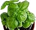 RDR Seeds 150 Sweet Basil Seeds- Genovese Basil, Genovese Ocimum Basilicum, Pesto Basil