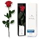 Ewige Rose Mia Milano rot am Stiel (5 Jahre haltbar) in Geschenkbox