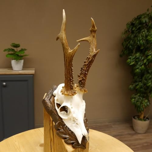 GTK - Geweihe & Trophäen KRUMHOLZ Rehgeweih abnormes Reh Blasenbock