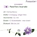 Passedan Tropfen 100 ml - bei nervöser Unruhe und Einschlafstörungen - Tag und Nacht anwendbar - pflanzliches Arzneimittel mit Passionsblumenkraut für innere Ruhe und leichteres Einschlafen