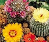 Seeds & Plants Shop by Ipsa