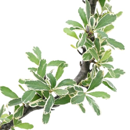 盆栽　自然石付き斑入りビラカンサ　見応えあり　実がいっぱい　前後どちらからも❣️ ピラカンサス」の人気商品一覧 | 安い商品を通販サイトから探す - 価格.com