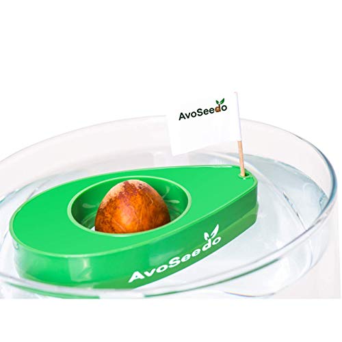 AvoSeedo Bowl Grow Your Own Avocado Tree, Evergreen, Perfect Avocado Tree Growing Kit for Every Avocado Lover - Green, Blue & Transparent - Thumbnail 5
