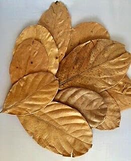 Dried Jackfruit Leaves BioFilm Discus Betta Crystal Red Cherry Shrimp Aquarium (20 Leaves)