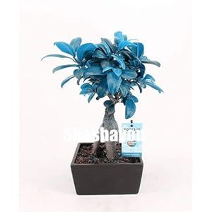 . 50 pezzi Ficus bonsai piante arboree rare Bonsai giardino le decorazione evergreen fiore pianta ufficio del desktop Piante Ornamentali: 7: Only Seeds