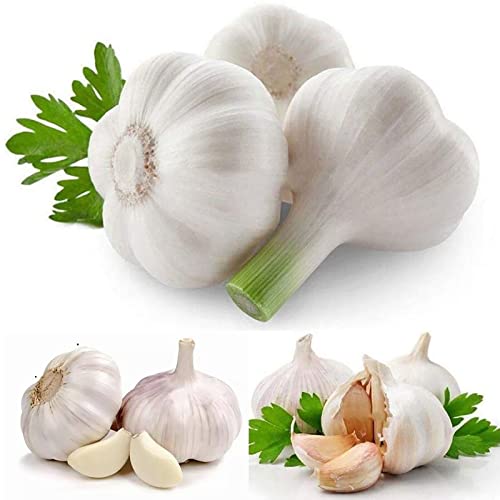 Haloppe 100 Stück Knoblauch-Gemüse-Samen für die Bepflanzung des...