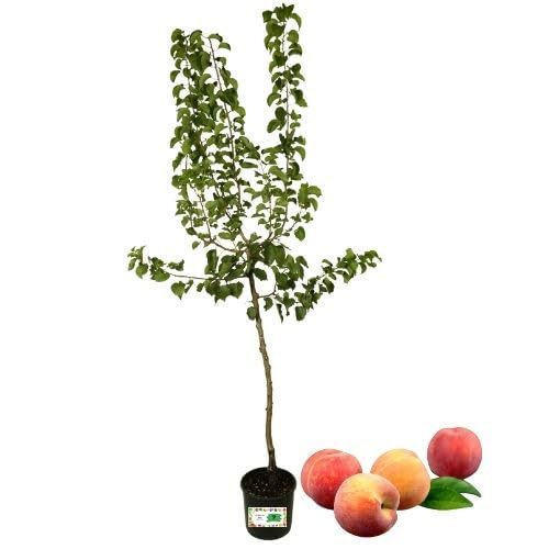 P. Piantine da Orto | Pesca Noce Gialla Precoce, Pianta in Vaso Diametro 22 cm, Pronta per il Trapianto, Pianta Vera, Frutta da Mangiare, Vivaio Italiano