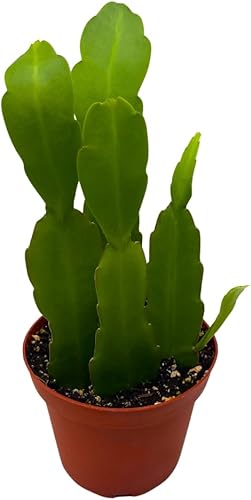 BubbleBlooms Epiphyllum Orchid Cactus en una maceta de 4 pulgadas Disocactus ackermannii,