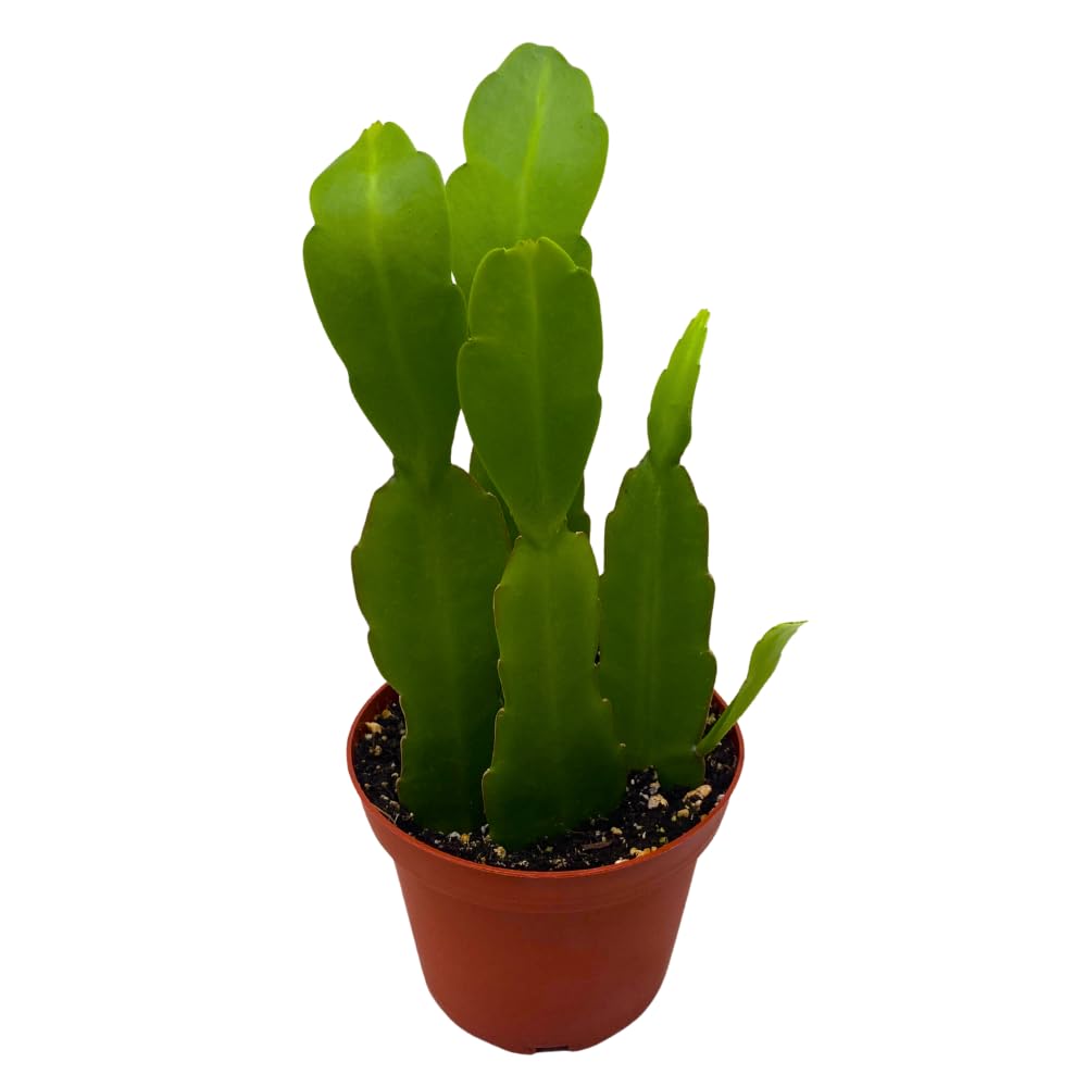 BubbleBlooms Epiphyllum Orchid Cactus in a 4 inch Pot Disocactus ackermannii,