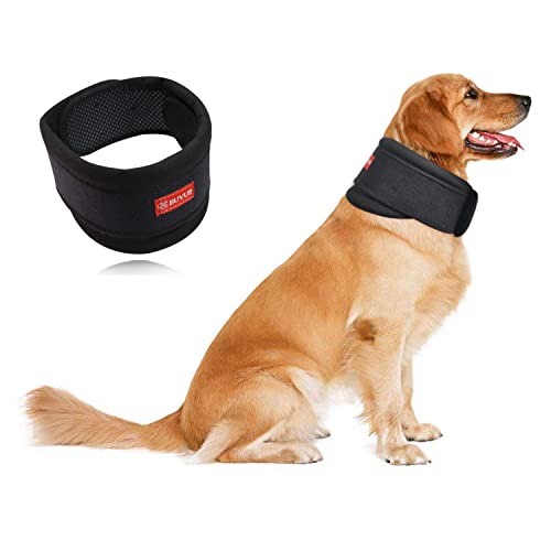 Can Rabbits Wear Collars? Pros and Cons!