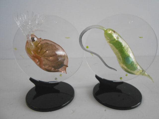 ♯Kri21Hz　カプセルQミクロコスモスプランクトン大全 全5種 Amazon.co.jp: ♯Kri21HzカプセルQミクロコスモスプランクトン