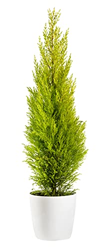 Cupressus Macrocarpa | Goldcrest 'Wilma'| Lemon Scented Gold Crest Conifer Set of 3 Approx. 50-60cm Tall | Evergreen, Fast Growing Plants |