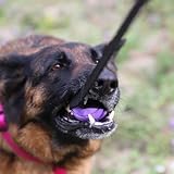 Dingo Spielzeug mit Bäll # 6 cm Griff Bungee 65 cm Hundespielzeug Spielen mit Hund Training Apporte 15675