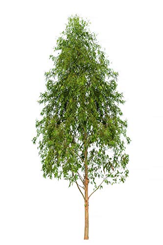 roter bambus wachstum Fargesia scabrida 'Asian Wonder' / Roter Bambus main image 1