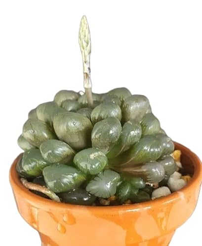 ハオルチア ドドソン紫オブツーサ 多肉植物 紫オブツーサ OB-1