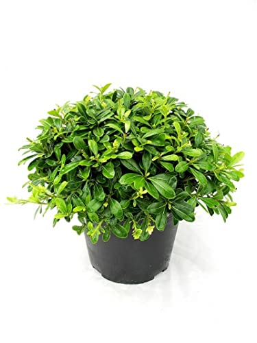 Pittosporum Natural Planta Arbustiva Perfecta para Formar Setos