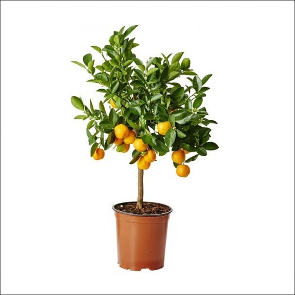 MVKR Live Mosambi Plant (Fruit Tree) Amazon.in Garden & Outdoors