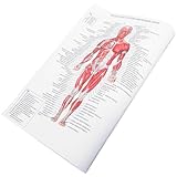 Gadpiparty Anatomie Poster Menschliches Skelett Diagramm Leinwand mit Detaillierter Beschriftung für Schule und Zuhause Leicht Verständliches Muskeldiagramm