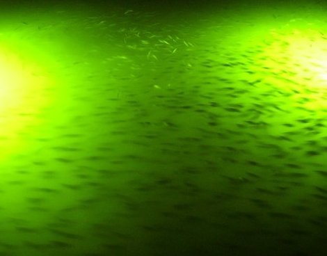 Australian Rangs Night Light 60 - Nightblazer Replacement Glowstick - Yellow