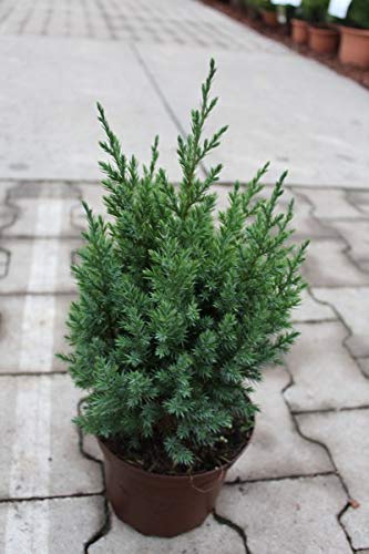 See full amazon price history chart for Green Paradise Chinensis Juniper Live Plant Sapling for Bonsai Trainning Green Paradise Chinensis Juniper Live Plant Sapling for Bonsai Trainning (B08GM5HV7B) Amazon Price History, Amazon Price Tracker