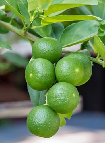 Image of Seedless Lemon Plantsapling Dwarf Special Variety All Season Hybrid Pati Nimboo /Nimbu /Lemon Plant (One Healthy Live Nimbu Plant Height 1.5-2 ft) Pack Of 1,CF L97
