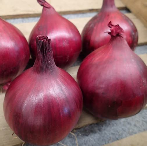 Red Onion Plants - Grow Your Own from Our Premium Quality Plants (3)