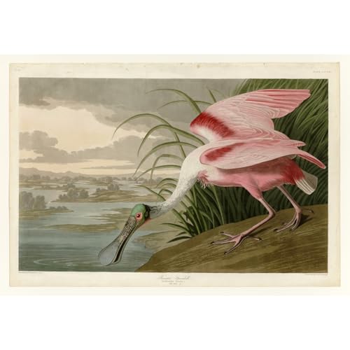 Spatule Roseate Audubon Plaque 813, grande affiche décoration chambre
