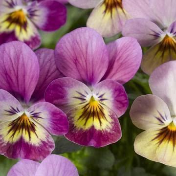 Viola Endurio Pink Shades 250 Seeds