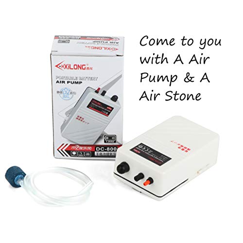 Fulhengy Battery Aquarium Air Pump, Quiet Dc-800 Backup Fish Tank Air Bubbler, Portable Power Outage Aerator Emergency Oxygen Diffuser, Keeps Fish Safe & Bait Minnow Shrimp Alive #TOP3