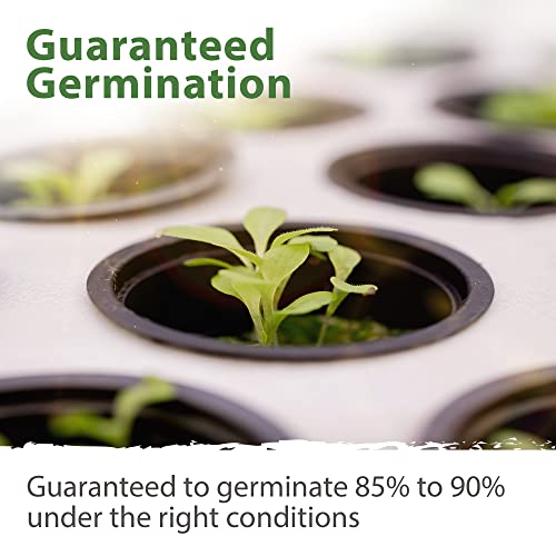 10,000+ Heirloom Lettuce Seeds For Planting Indoors - 95% Germination, Non-Gmo Greens Seeds, (20 Varieties): Kale, Spinach, Butter, Oak, Romaine Bibb & More - Lettuce Seeds For Hydroponic Home Garden #TOP4