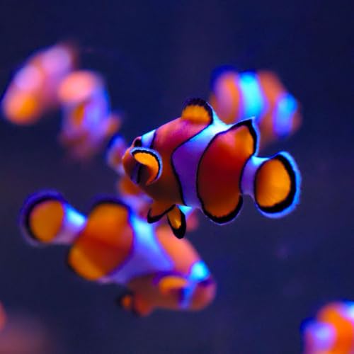 Se 6 Ep 21: Do Fish Feel Pain?