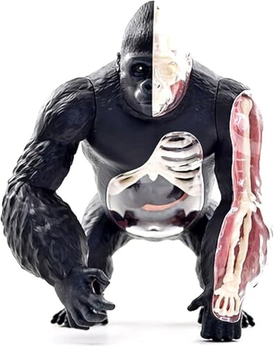 Modèle d'anatomie de gorille 4D parfait pour animer les cours de biologie au collège