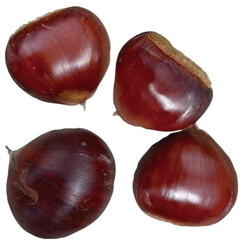 果樹苗 クリ ジャンボ山栗 天恵 1株/ 国華園 25年秋商品のサムネイル