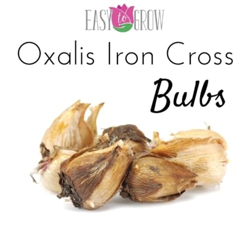 Easy to Grow Oxalis Iron Cross Shamrock 20 Plant Bulbs - Green & Purple Foliage with Pink Flowers Spring to Summer, Indoor or Outdoor Zones 8-10