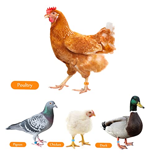 BESPORTBLE 200 Peças Anel De Tornozelo De Frango Faixas De Perna De Frango Faixas De Pássaros Suprim