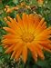 50 RADIO ENGLISH POT MARIGOLD Calendula Officinalis Flower Seeds