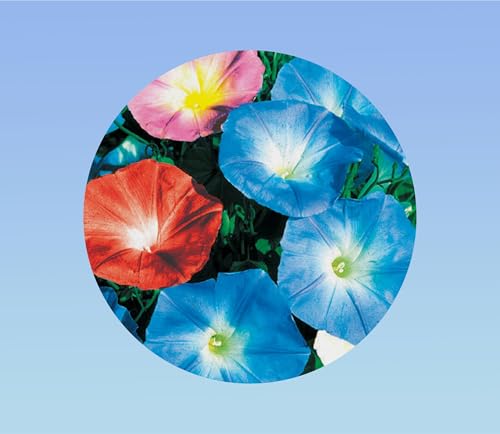 25 graines de ipomée mixtes grande variés - plante grimpante - liseron - morning glory