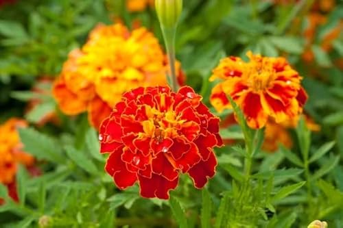 300 Wildflower Seed Mix,Mixed Wildflower Seeds Attract Bees,Attract Butterflies,Attracts Pollinators,Easy To Grow For Home Garden & Container Garden (Marigold Seeds-Sparky French Mixture,1G) #TOP1