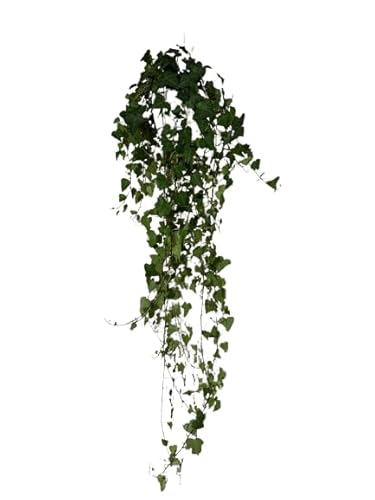 Hedera Helix \'Anna\' Kletterpflanze, 70 cm Ranken, Luftreinigend, Zimmerpflanze mit Kunststoff-Hängetopf, 17 cm Durchmesser Hedera Helix \'Anna\' Kletterpflanze, 70 cm Ranken, Luftreinigend, Zimmerpflanze mit Kunststoff-Hängetopf, 17 cm Durchmesser